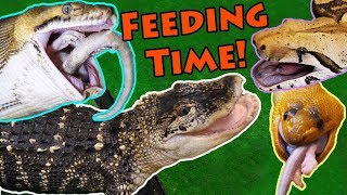 Feeding our BIG Reptiles!