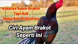 Download lagu Simple Tips on the Characteristics of Brakot Chickens #ayampakoy #kandangbodolfarm mp3