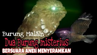 Download lagu Suara Burung Malam Cuit cuit dan twak twak Dekat Rumah mp3