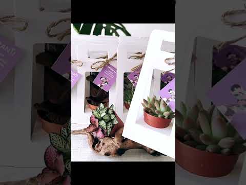Mini Succulent Plant Packaging Gift Box Pack 20
