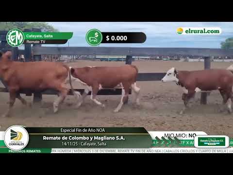 14-11-25 - Remate de Colombo y Magliano S.A.  en Cafayate, Salta