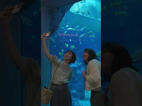 【高知最新旅】水族館で土佐清水の海洋生物に出会おう【2023夏】