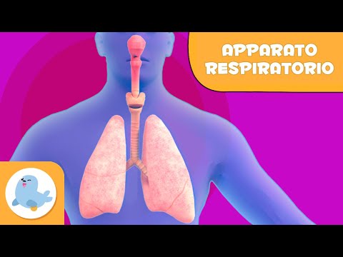 L'apparato respiratorio | Il corpo umano per bambini