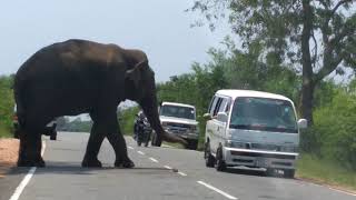 preview picture of video 'Elephant Begger on road'