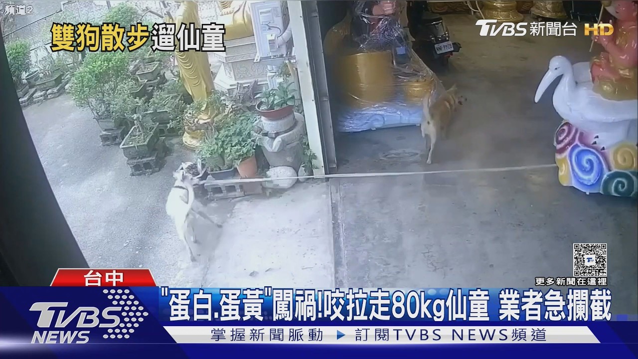 影音／「蛋白蛋黃」闖禍！咬走宮廟訂製仙鶴童子　飼主傻眼了