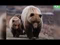 Top 10 Animales Extintos Que Podrían Seguir Vivos