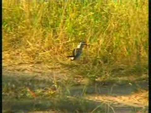 Yellow & Red Billed Hornbills Djuma PM Drive 05/24/07