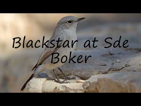How to pronounce Blackstar  at Sde Boker in English?