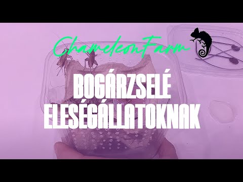 ChameleonFarm - Bogárzselé eleségállatoknak