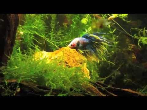 Three Betta Experiment (Fighting Fish) 300 gal tank