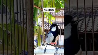 Download lagu Gelatik ngerol. Suara gelatik batu gacor #gelatikbatugacor #gelatikgacor #glatik #shorts mp3 Download lagu Gelatik ngerol. Suara gelatik batu gacor #gelatikbatugacor #gelatikgacor #glatik #shorts mp3