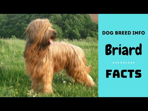 , title : 'Briard dog breed. All breed characteristics and facts about Briard dogs'