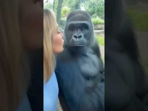 Never Flirt With a Married Man (Gorilla Edition) 🦍🚫#shorts #funny #gorilla #cheating #fail