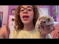 The pros and Cons of owning a hedgehog
