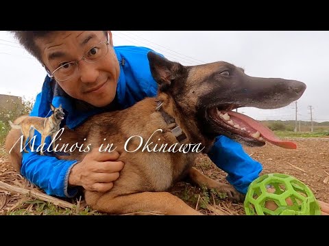 ベルジアンマリノアの訓練