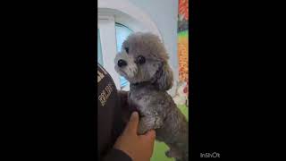 Video preview image #1 Poodle (Toy) Puppy For Sale in Seattle, WA, USA
