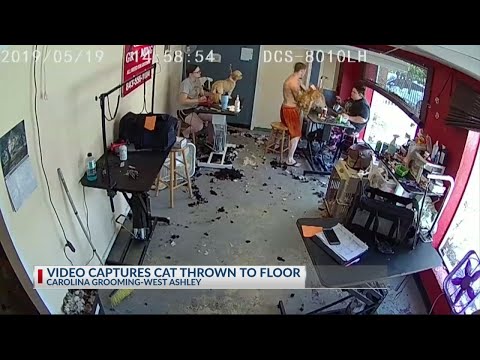 Video shows man violently slam cat on floor at local grooming shop