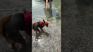 2026年7月31日 初めて自ら水に入ったチョコちゃん#shorts #yorkshire#austria #lake #water