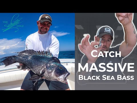 Black Sea Bass Fishing - The Setup to catch your BIGGEST black sea bass. Part 1 of Black Sea Bass