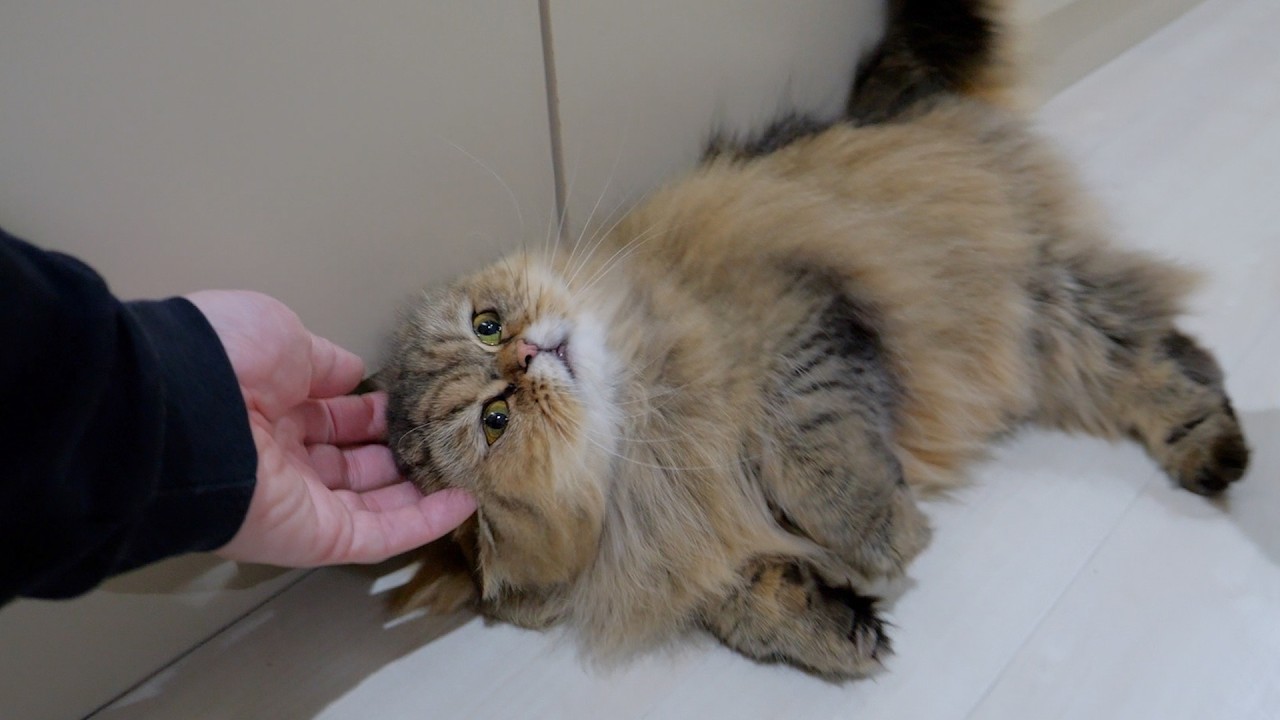 This is rare! Adorable behavior that kittens sometimes show!