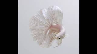 Holm Jørgensen - Dead Fish in the Pond (Techno Mix 2018)