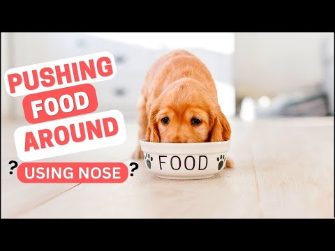 Why Do Dogs Push Food Around With Their Nose? - 5  Explanations Why!