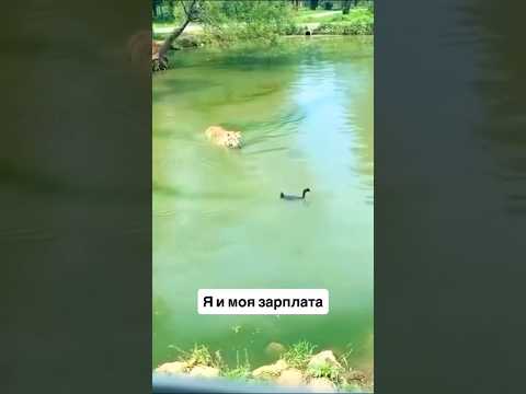 #comedy #animals #юмор #прикол #жиза
