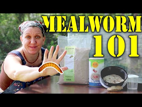 , title : 'Mealworm 101 || 5 Simple Steps to Starting a Mealworm Colony!'