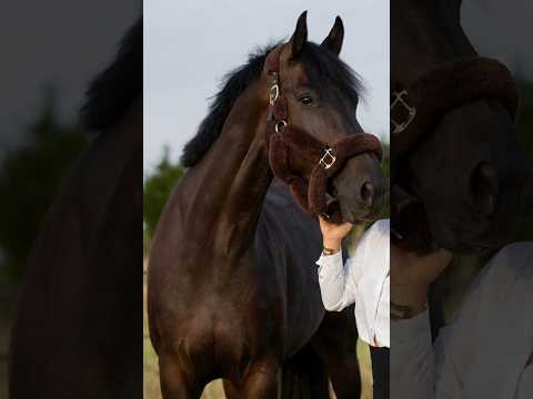 Shotgun vd Brouwershoeve (H&M CHILLI WILLI x DARCO) - Video 7 video thumbnail