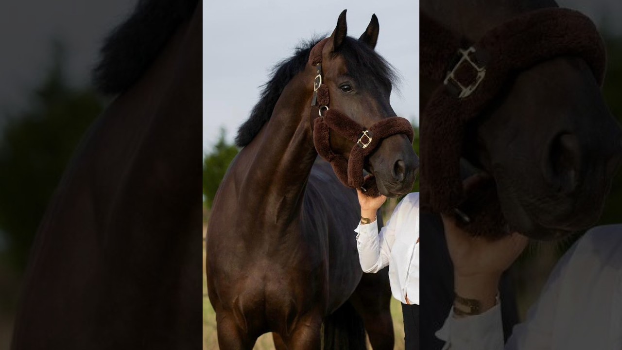 Shotgun vd Brouwershoeve (H&M CHILLI WILLI x DARCO) video 4