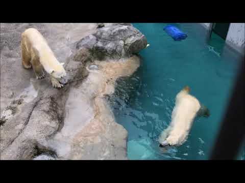 ホッキョクグマのホクト＆ピリカ　ペアリング日記