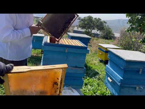 Professional Beehive Maintenance: Step-by-Step Guide Part I #trending #beekeeper #beehive