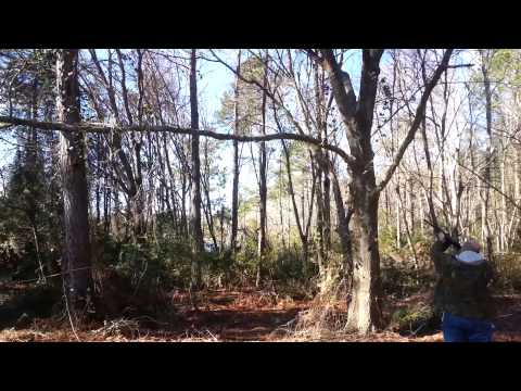 Tree Trimming With A Saiga 12!