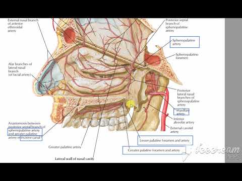 Maxillary artery 8
