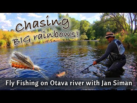 FLY FISHING with dry flies on Otava river in Sumava with Jan Siman. Chasing big rainbow trout