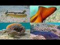 Jadransko More Život Ispod Površine Jadransko Podmorje Croatia Underwater Life