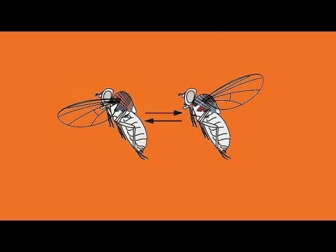 Il danno di un corpo umano striscia Che sia possibile prendere medicine da vermi