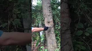 Ručná reťazová píla