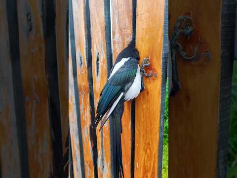 The girl rescued a crow trapped in fence # #animalrescue #birdrescue #animalvideos