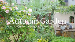 Autumn Garden 2024 Adding color with autumn roses and perennials Gardening at T's Garden