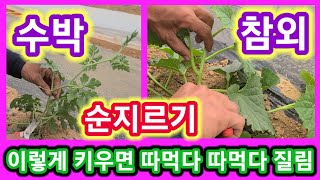 참외,수박 나처럼 키우면 따먹다 따먹다 질리게 달립니다 참외,수박,,순치기,순지르기,적심 키우기,재배방법,농…