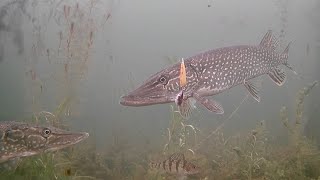 Amazing Underwater Footage! Ice Fishing NORTHERN PIKE with 5 of Diamonds!