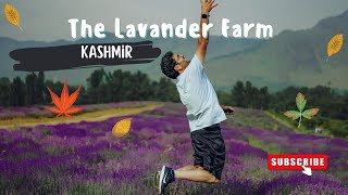 Breathtaking and incredible Kashmiri Lavender Farm
