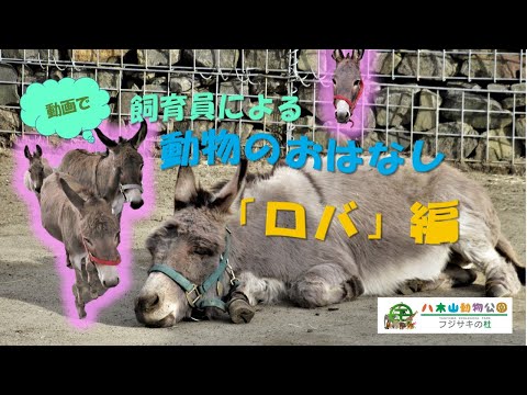 ロバは何年生きますか?