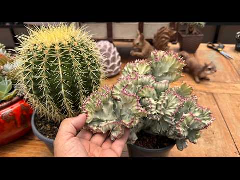 Comparação cristatas, dicas e muitas suculentas