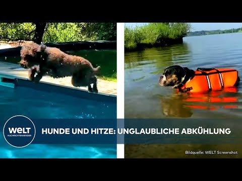 SOMMER IN DEUTSCHLAND: Dringende Abkühlung für diese WELT-Redaktionshunde! Gute Nachricht des Tages