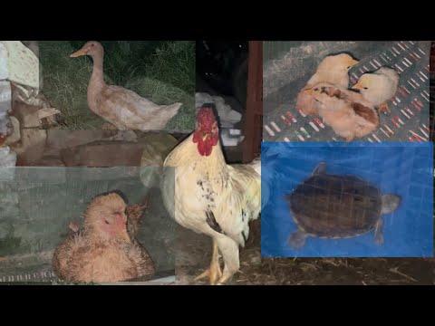 The untold Story of Our Neighbor Pets | हमारे पड़ोसी पालतू जानवरों की कहानि