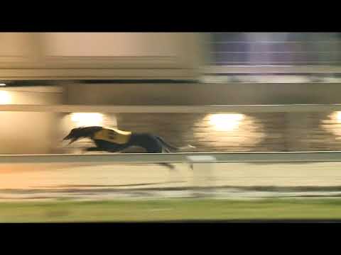 2021.10.22. 03. futam - Lyreen Mover Díj Sprint Open