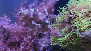 Seegras Feilenfisch als Rettung gegen Glasrosen im Meerwasseraquarium - Sonntags Update