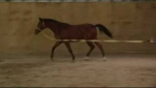 preview picture of video '12SOLD; purebred warmblood Sport Royal ID foaled '07vid8-08'